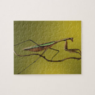 Michigan, Rochester Hills. Praying Mantis Jigsaw Puzzle