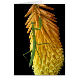 Michigan, Rochester Hills. Praying Mantis on Red