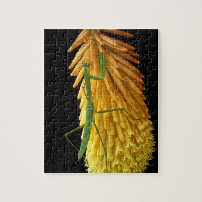 Michigan, Rochester Hills. Praying Mantis on Red Jigsaw Puzzle (Vertical)