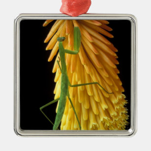 Michigan, Rochester Hills. Praying Mantis on Red Metal Ornament