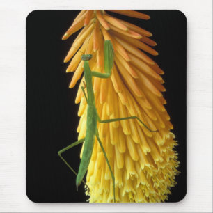Michigan, Rochester Hills. Praying Mantis on Red Mouse Pad