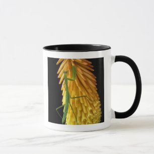 Michigan, Rochester Hills. Praying Mantis on Red Mug