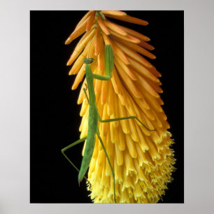 Michigan, Rochester Hills. Praying Mantis on Red Poster