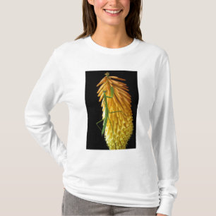 Michigan, Rochester Hills. Praying Mantis on Red T-Shirt