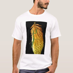 Michigan, Rochester Hills. Praying Mantis on Red T-Shirt