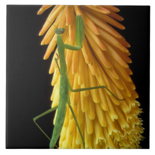 Michigan, Rochester Hills. Praying Mantis on Red Tile