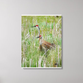 Michigan Sandhill Cranes Canvas Print