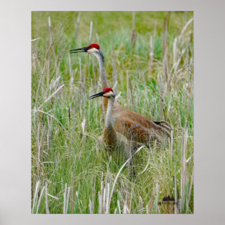 Michigan Sandhill Cranes Poster
