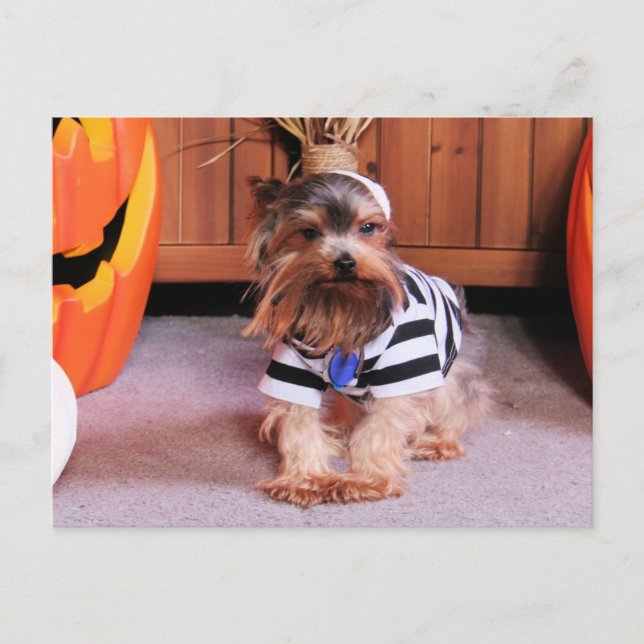 Mickey - Yorkshire Terrier - Shannon Postcard (Front)
