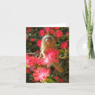 Mico in the "wild" Notecards