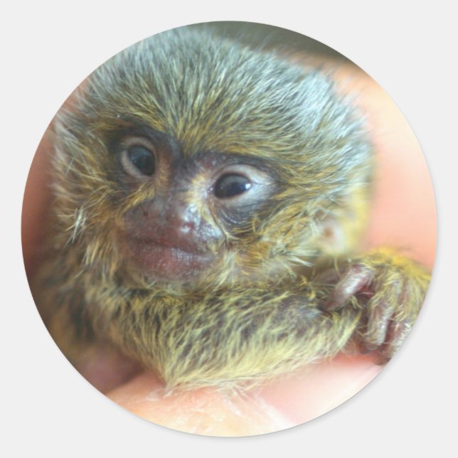 Mico Sticker (Front)