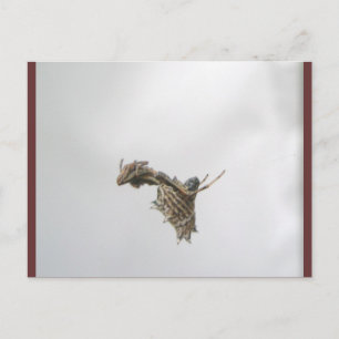 Micrathena Orb Weaver Spider Postcard