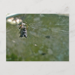 Micrathena Spider in Web Postcard