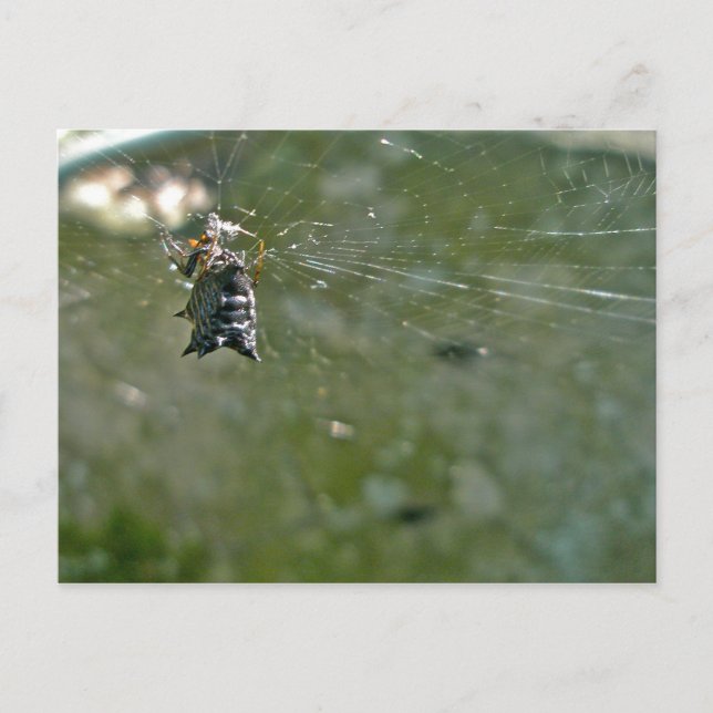 Micrathena Spider in Web Postcard (Front)