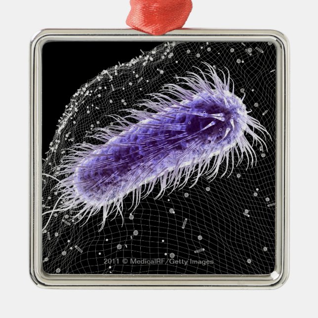 Microscopic view of a helicobacter pylori cell metal ornament (Front)