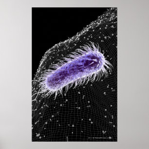 Microscopic view of a helicobacter pylori cell poster