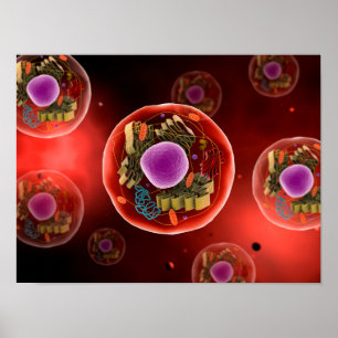Microscopic View Of Animal Cell 2 Poster