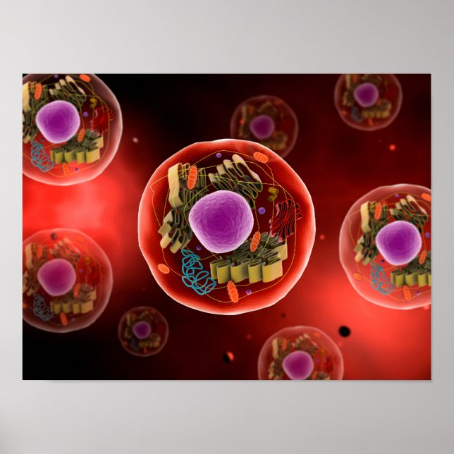 Microscopic View Of Animal Cell 2 Poster (Front)