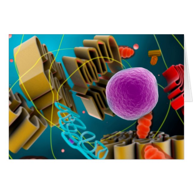 Microscopic View Of Animal Cell Nucleus (Front Horizontal)