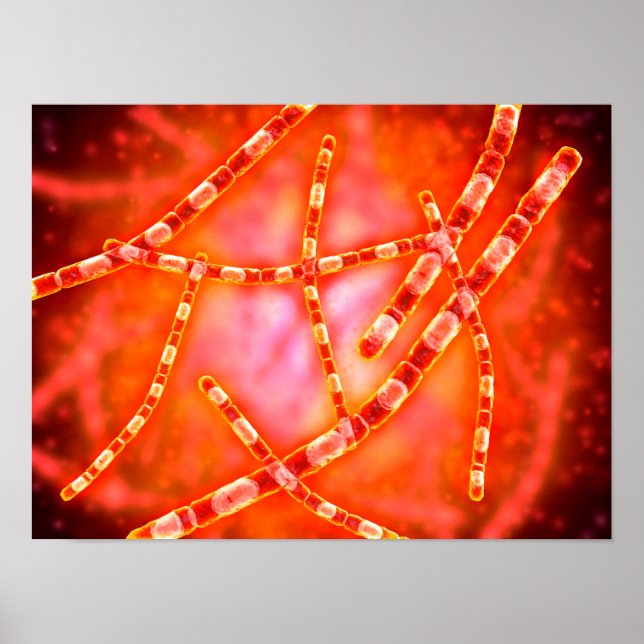 Microscopic View Of Anthrax 1 Poster (Front)