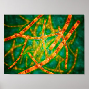 Microscopic View Of Anthrax 2 Poster