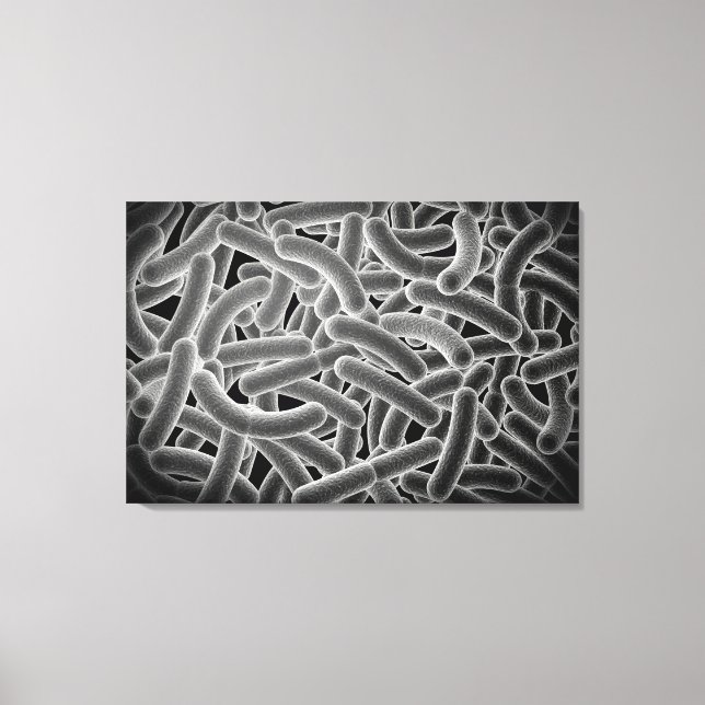 Microscopic View Of Bacilli Bacteria Canvas Print (Front)
