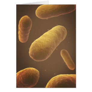 Microscopic View Of Bacteria 5