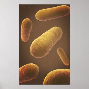 Microscopic View Of Bacteria 5 Poster