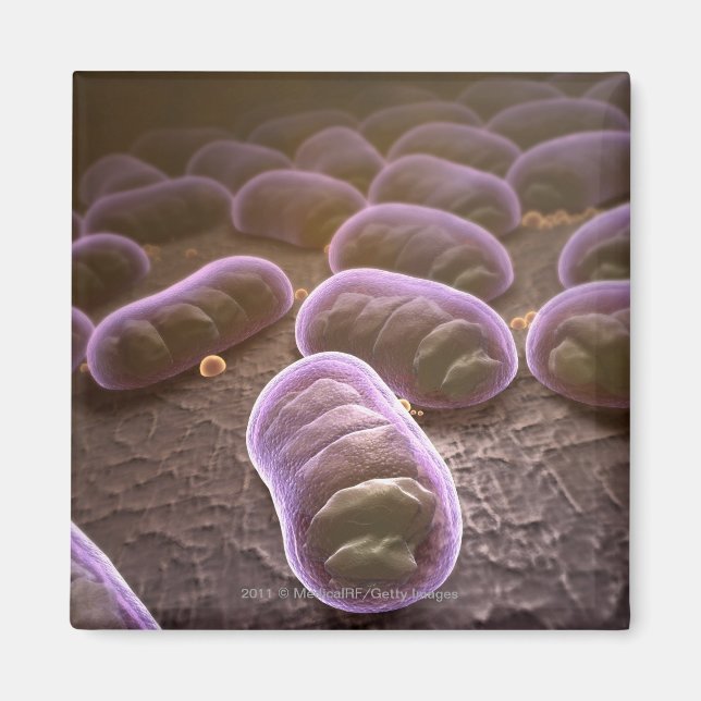 Microscopic view of bacteria magnet (Front)