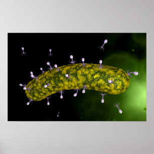 Microscopic View Of Bacteriophage Attacking Poster