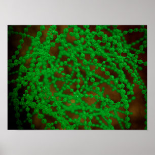Microscopic View Of Cocci Bacterium Poster