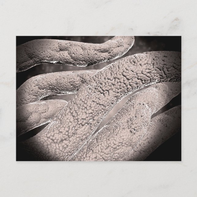 Microscopic View Of Corncob Formation Postcard (Front)