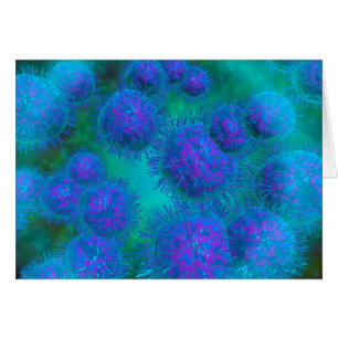 Microscopic View Of Diplococcus Bacterium