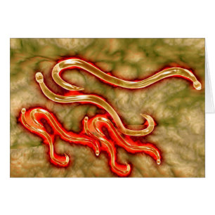 Microscopic View Of Hookworm 1