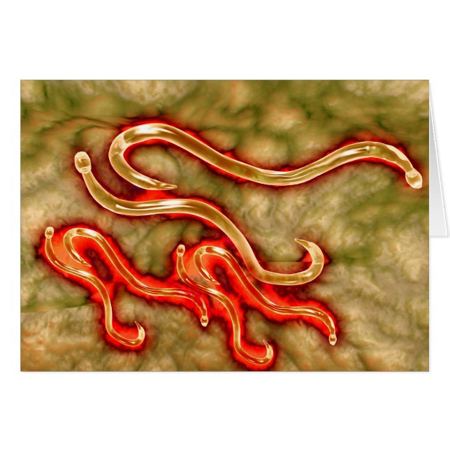 Microscopic View Of Hookworm 1 (Front Horizontal)