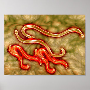 Microscopic View Of Hookworm 1 Poster