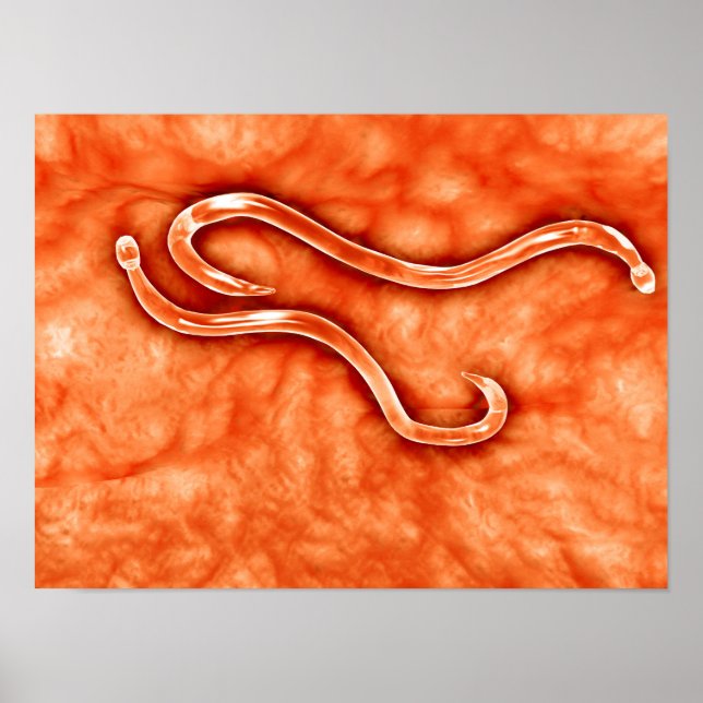 Microscopic View Of Hookworm 2 Poster (Front)