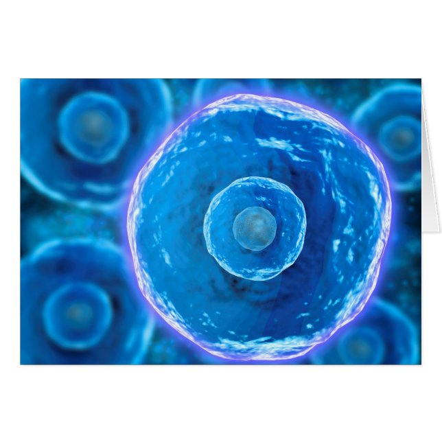 Microscopic View Of Human B-Cells 1 (Front Horizontal)