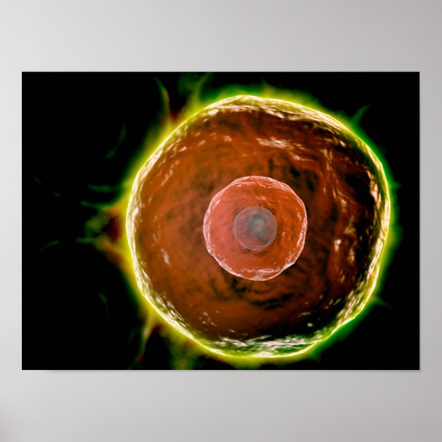 Microscopic View Of Human B-Cells 2 Poster (Front)