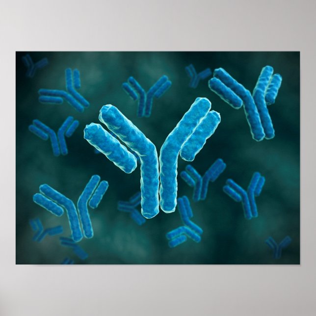 Microscopic View Of Immunoglobulin G Molecules. Poster (Front)
