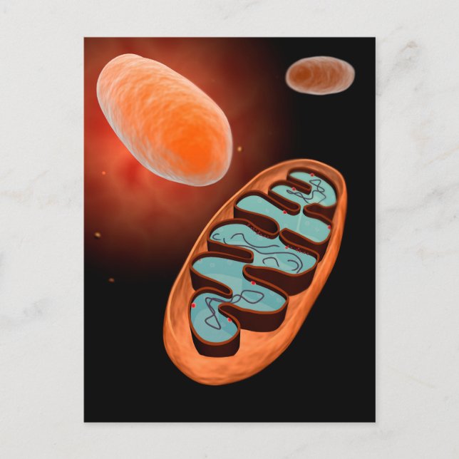 Microscopic View Of Mitochondria 1 Postcard (Front)