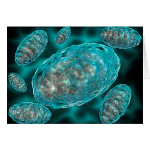 Microscopic View Of Mitochondria 2