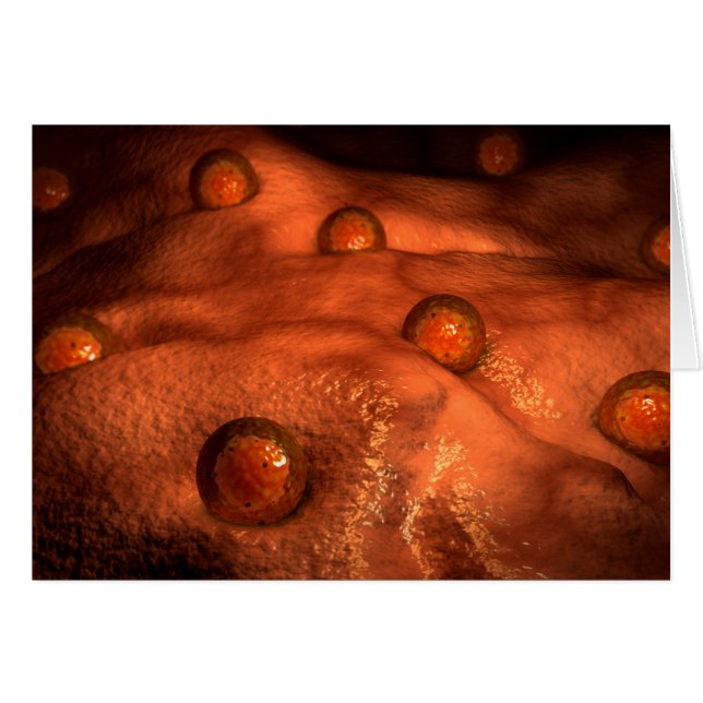 Microscopic View Of Ovules (Front Horizontal)