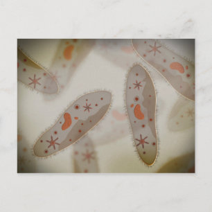 Microscopic View Of Paramecium 1 Postcard