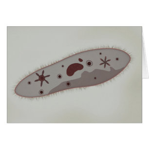 Microscopic View Of Paramecium 3