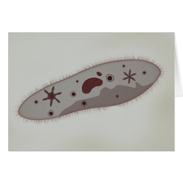 Microscopic View Of Paramecium 3 (Front Horizontal)