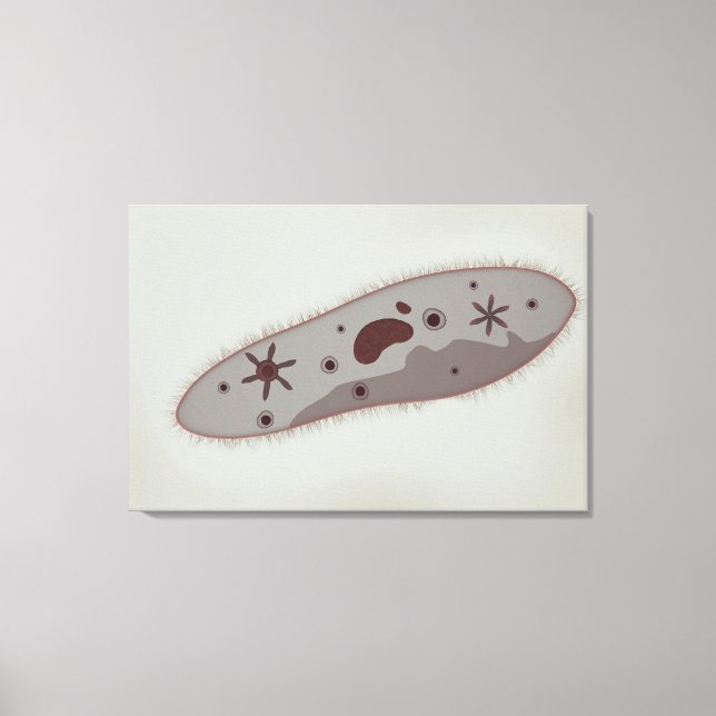 Microscopic View Of Paramecium 3 Canvas Print (Front)