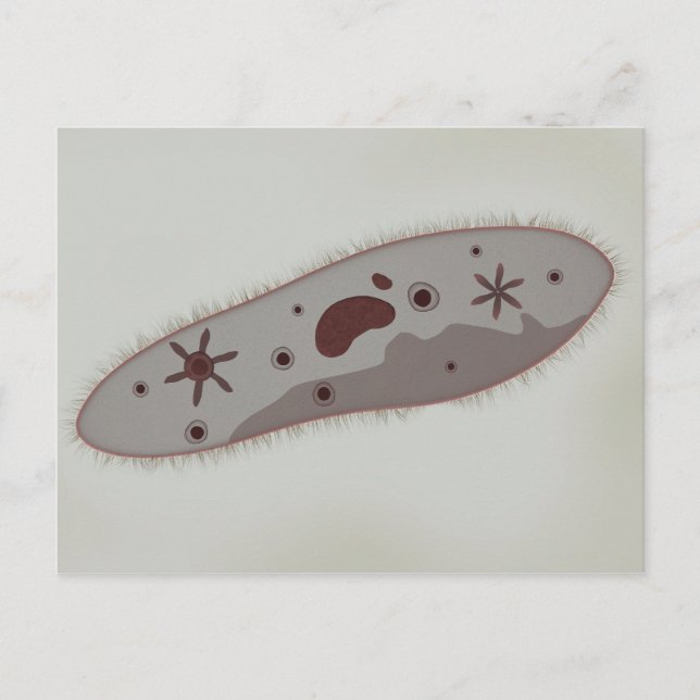 Microscopic View Of Paramecium 3 Postcard (Front)