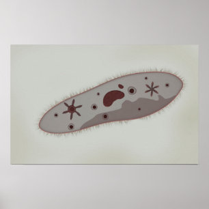 Microscopic View Of Paramecium 3 Poster