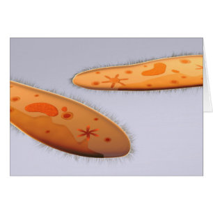 Microscopic View Of Paramecium 4
